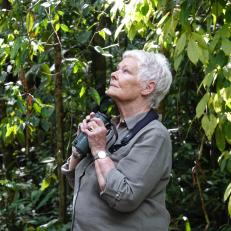 Dame Judi Dench holding binoculars looking at surroundings in Danum Valley rainforest, Borneo