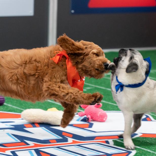 Ted D. Bear (left) and Baxter (right) playing on the field.