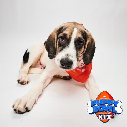 Meet the Players of Puppy Bowl XIX