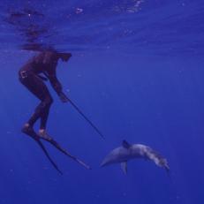 Andre Musgrove approaches a mako shark with a tagging spear.