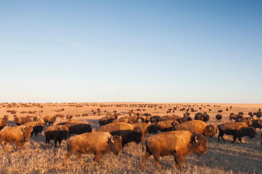 (ALL INTERNAL AND LIMITED EXTERNAL RIGHTS) A veritable sea of bison hint at what the prairie must have once looked like long ago. Bison, key grassland ecosystem engineers, graze on tallgrass prairie at The Nature Conservancy's Tallgrass Prairie Preserve in Pawhuska, Oklahoma. Their grazing patterns play a key role in growing plant diversity, spreading seeds and maintaining healthy grass height, all of which have cascading effects that support other wildlife. The bison at Tallgrass Prairie Preserve are currently threatened by an outbreak of Mycoplasma bovis.