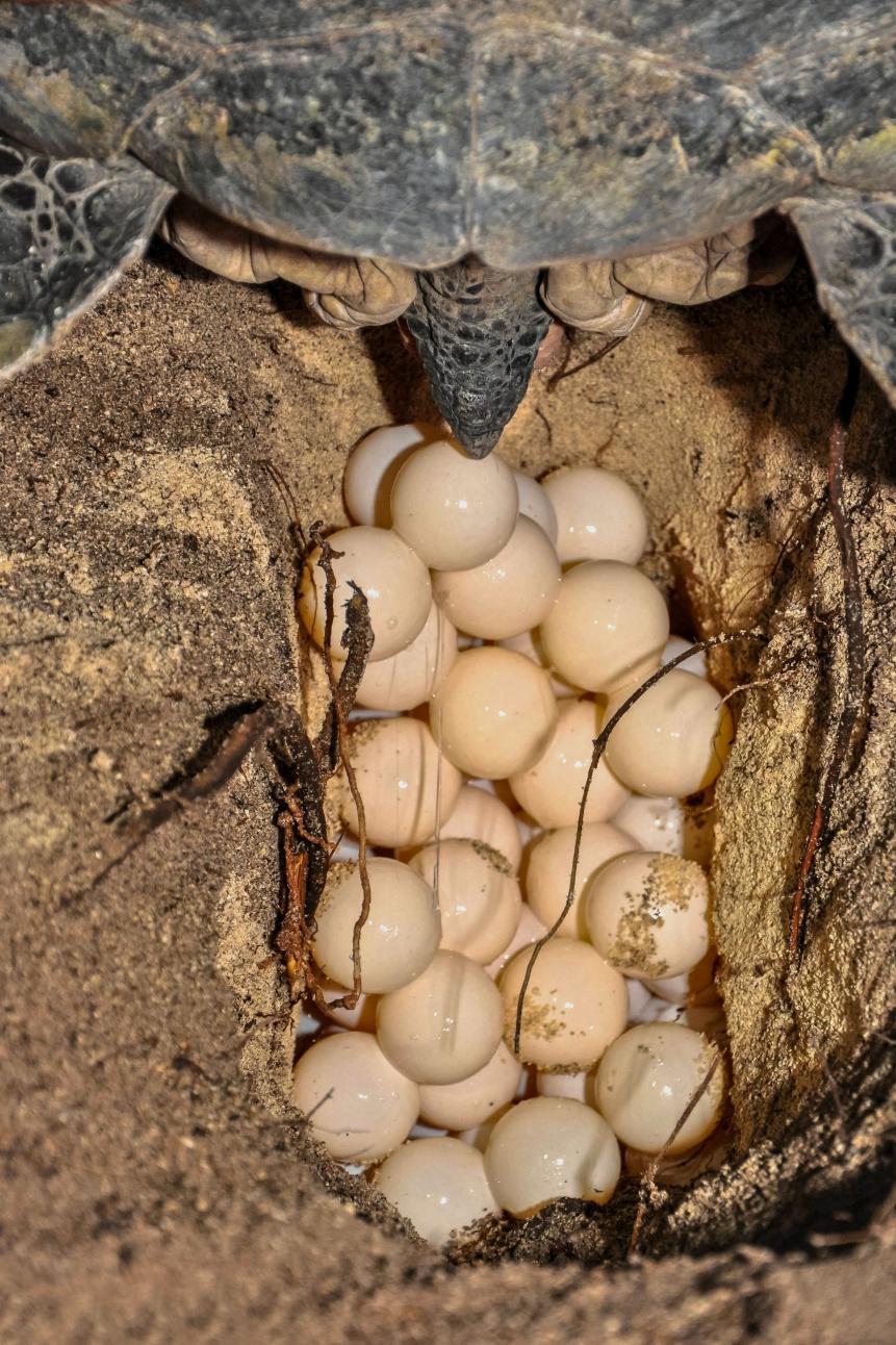 Close up view of Leatherback Sea Turtle eggs being laid at night on the beach in Baguan Island, Philippines. A sea turtle can lay a clutch of up to 100 to 120 eggs .