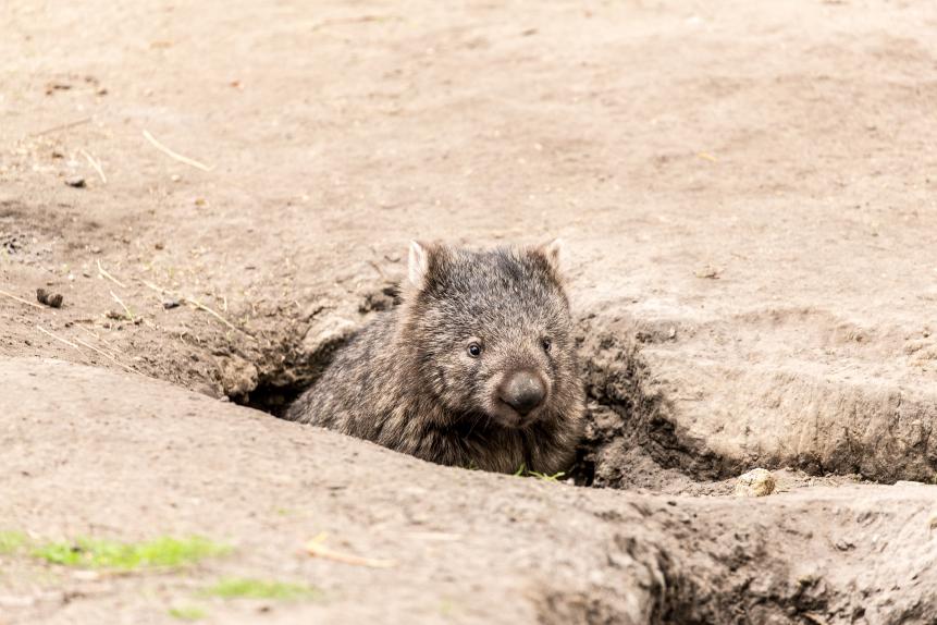 A Single wombat (Vombatus ursinus tasmaniensis) , the largest burrowing  mammal ,    coming out of itâ  s burrow near Bischeno , Tasmania.