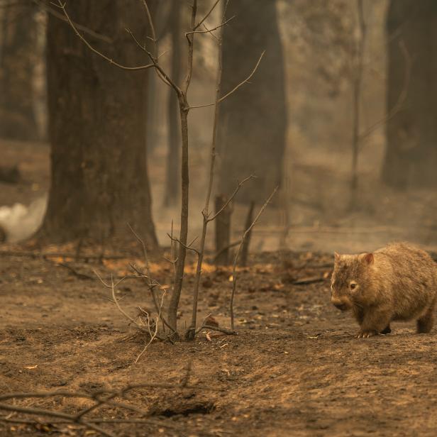 Wildlife struggles to find food, water and shelter after a bushfire swept through bone-dry bushland in the Kangaroo Valley of NSW, January 5, 2020. (Photo by Wolter Peeters/The Sydney Morning Herald via Getty Images)