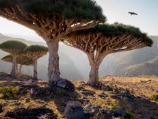 If aliens ever visit Planet Earth, Yemen’s “Dragon’s Blood Island” is probably where they would make their first contact.