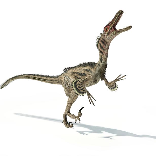 Artwork of a velociraptor dinosaur against a white background.