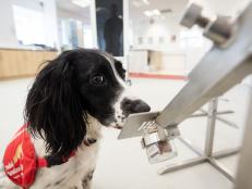 MILTON KEYNES, ENGLAND - MARCH 27: "Freya" correctly detects a sample of malaria from a row of sample pots at the "Medical Detection Dogs" charity headquarters on March 27, 2020 in Milton Keynes, England. The charity is currently working with the London School of Hygiene and Tropical Medicine to test whether the dogs can be re-trained in the next six weeks to provide a rapid, non-invasive diagnosis of the virus. Medical Detection Dogs has successfully trained it's dogs to detect cancer, Parkinson's and bacterial infections, through the sense of smell and is now looking for donations to help cover the costs of the intensive programme. The Coronavirus (COVID-19) pandemic has spread to many countries across the world, claiming over 20,000 lives and infecting hundreds of thousands more. (Photo by Leon Neal/Getty Images)