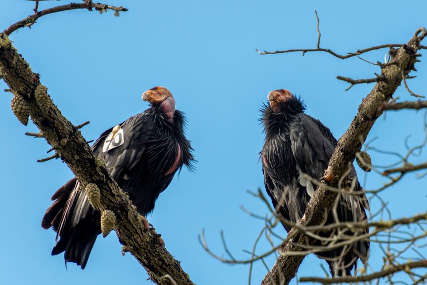 A pair of endangered California Condors perches on a dead pine tree along the Big Sur Coast of California
