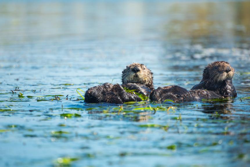 Two southern sea otters wrap themselves in eel grass in Elkhorn Slough, California.