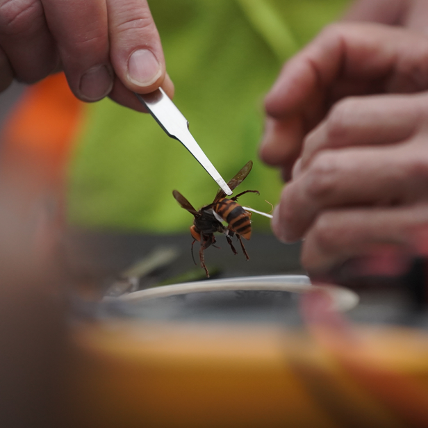 Tagging an Asian Giant Hornet