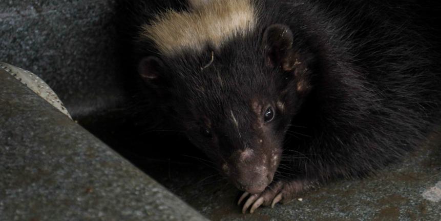 What's that smell? The team is called to rescue a skunk stuck in a hot tub