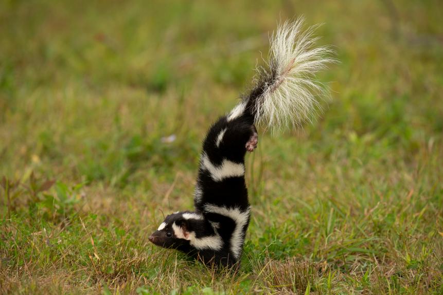 Eastern Spotted Skunk taken in central MN under controlled conditions captive, doing handstand getting ready to spray