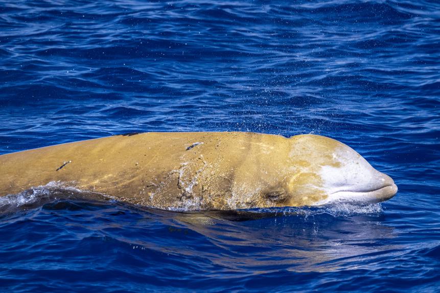 Dolphin name Cuvier's whale ultra rare to see