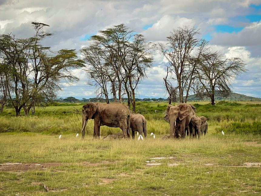 Amboseli National Park is located in southwestern Kenya directly on the border with Tanzania.