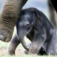 BEDFORDSHIRE, ENGLAND - SEPTEMBER 29:  The as yet unnamed second Asian elephant calf to be born in the last 7 months stands at a photocall with its mother Azizah at Whipsnade Wild Animal Park on September 29, 2004 in Dunstable, Bedfordshire, England. Azizah is one of the three Asian elephants moved from London Zoo to Whipsnade in December 2001, and her new calf joins her sister Kaylee's, born earlier this year.
