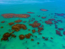 California’s coastal kelp forests could be making a welcome revival. Drone images show seaweed beds recovering along the north coast in Mendocino and Sonoma counties.