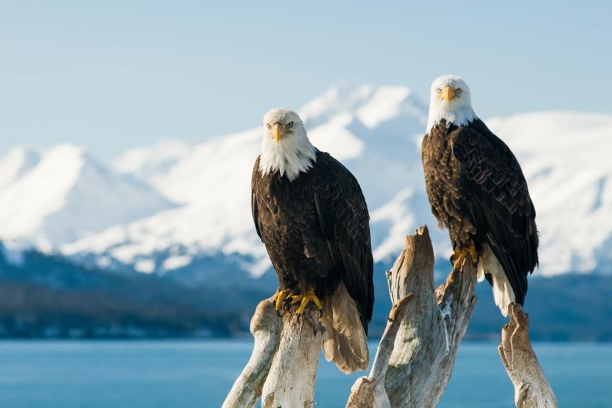 Bald Eagles perched on dead snag with mountains and ocean in background (Haliaeetus leucocephalus), Homer, Alaska