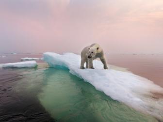 Canada, Manitoba, Churchill, Polar Bear (Ursus maritimus) standing on top of iceberg in Hudson Bay on summer evening