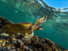QUEENSLAND, AUSTRALIA - 2019/10/10: A green sea turtle is flourishing among the corals at lady Elliot island.

In the quest to save the Great Barrier Reef, researchers, farmers and business owners are looking for ways to reduce the effects of climate change as experts warn that a third mass bleaching has taken place. (Photo by Jonas Gratzer/LightRocket via Getty Images)