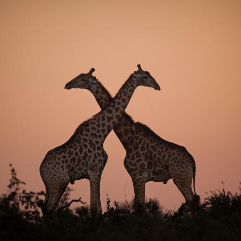 Two giraffe, Giraffa camelopardalis giraffa, stand together silhouetted by a sunset, necks crossing