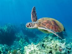 Endangered young green sea turtle underwater over coral reef in Oahu, Hawaii.