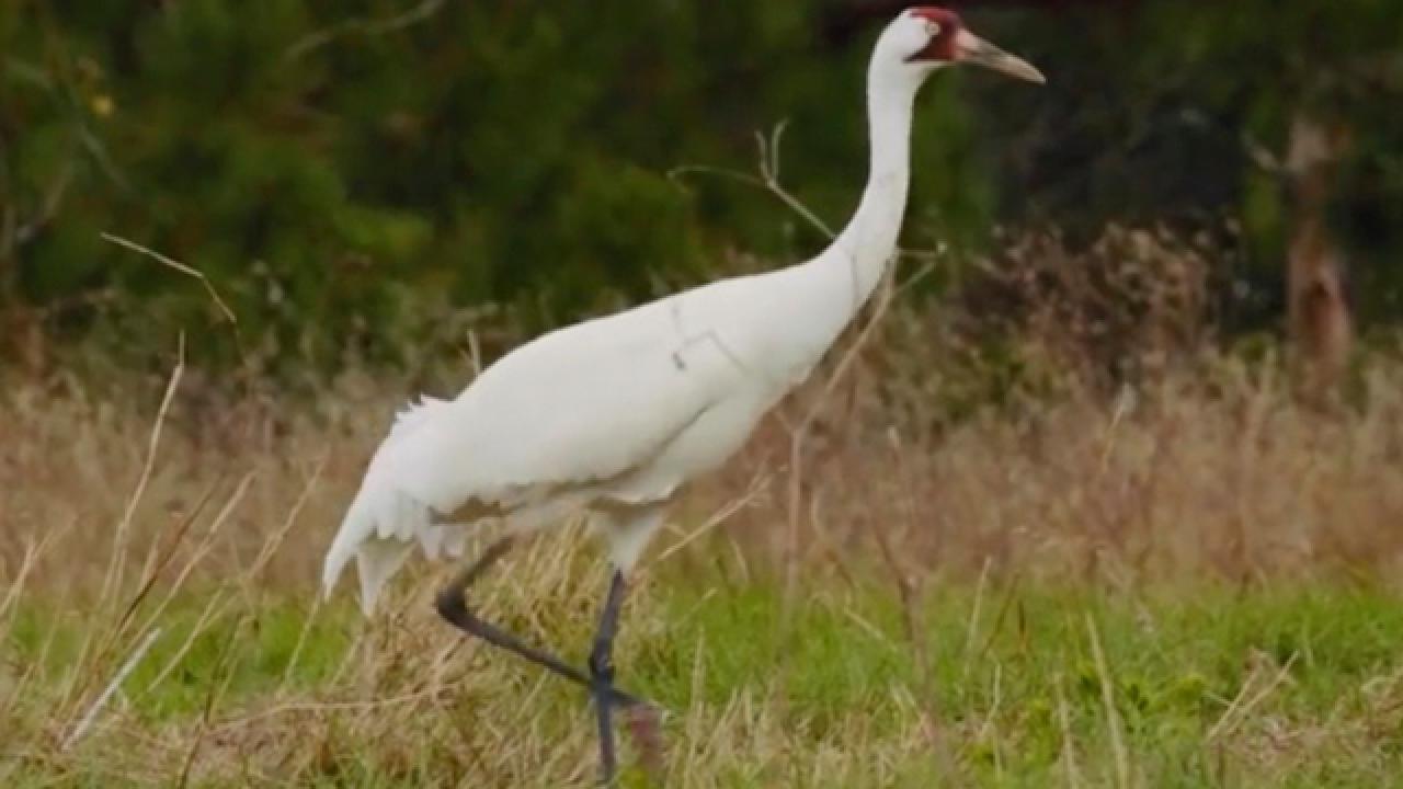 The Endangered Whooping Crane