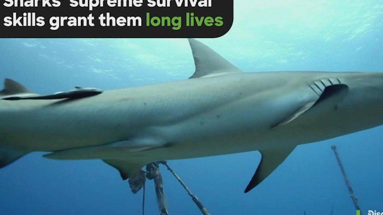 Shark Longevity