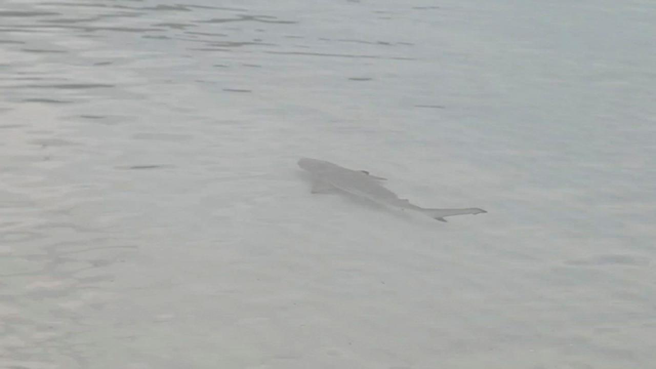 Baby Sharks Swimming in Mom