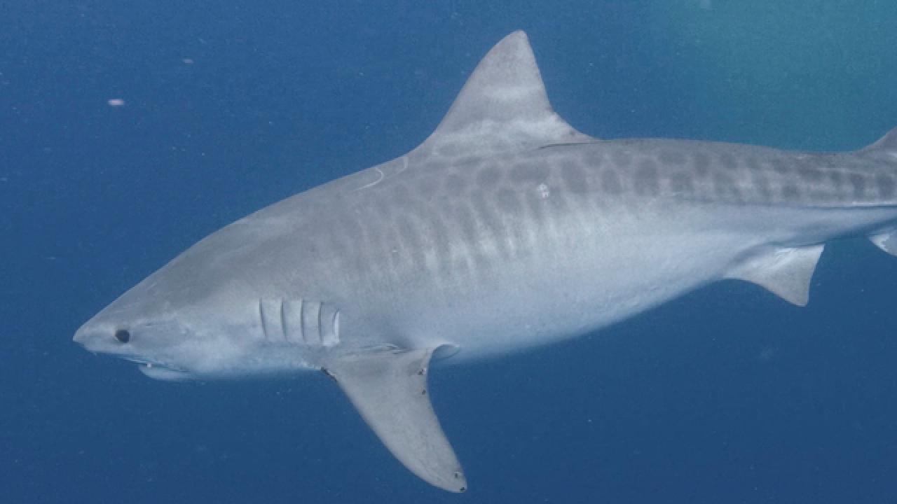 Can Tiger Sharks Get Fat?