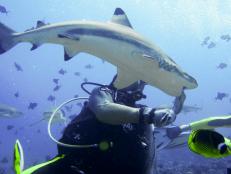One research foundation is working to change public perception of sharks by taking people swimming with them – without a cage.