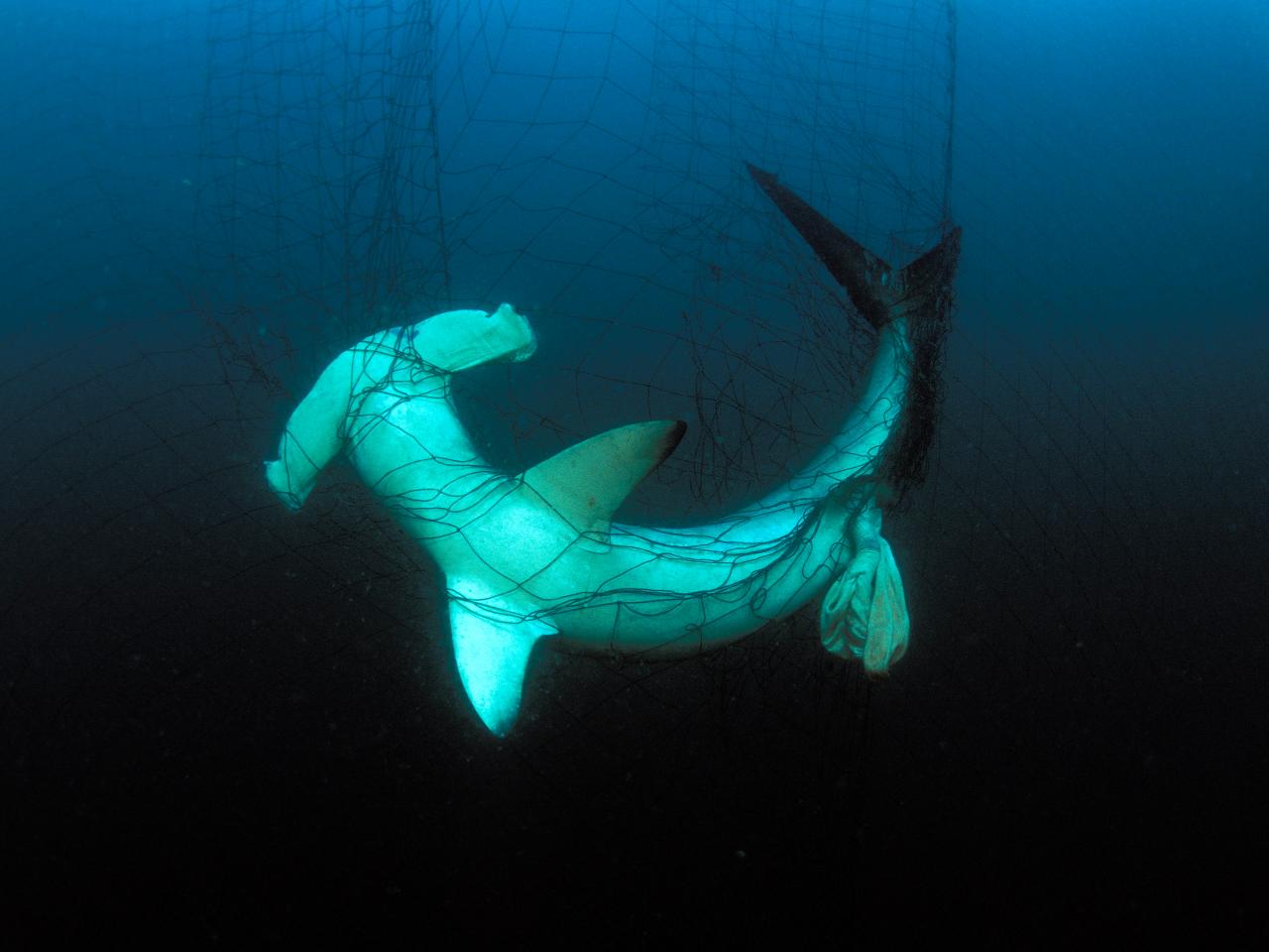 Overfishing Is a Worldwide Issue Threatening Shark Hotspots