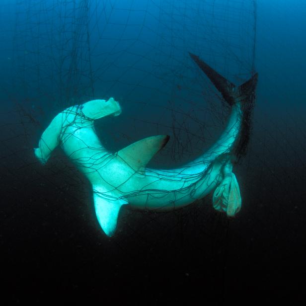 Hammerhead shark, Sphyrna lewini, in drift gill net, Sea of Cortez, Mexico. (Photo by: Mark Conlin/VW PICS/UIG via Getty Image)