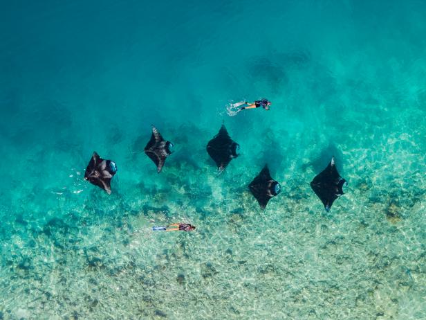 New Study Makes Big Splash in Manta Ray Conservation | Nature and ...