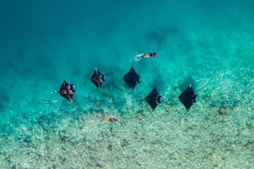 Drone shot of two women swimming with reef manta rays (Mobula alfredi) in tropical lagoon, Hanifaru Bay, Maldives