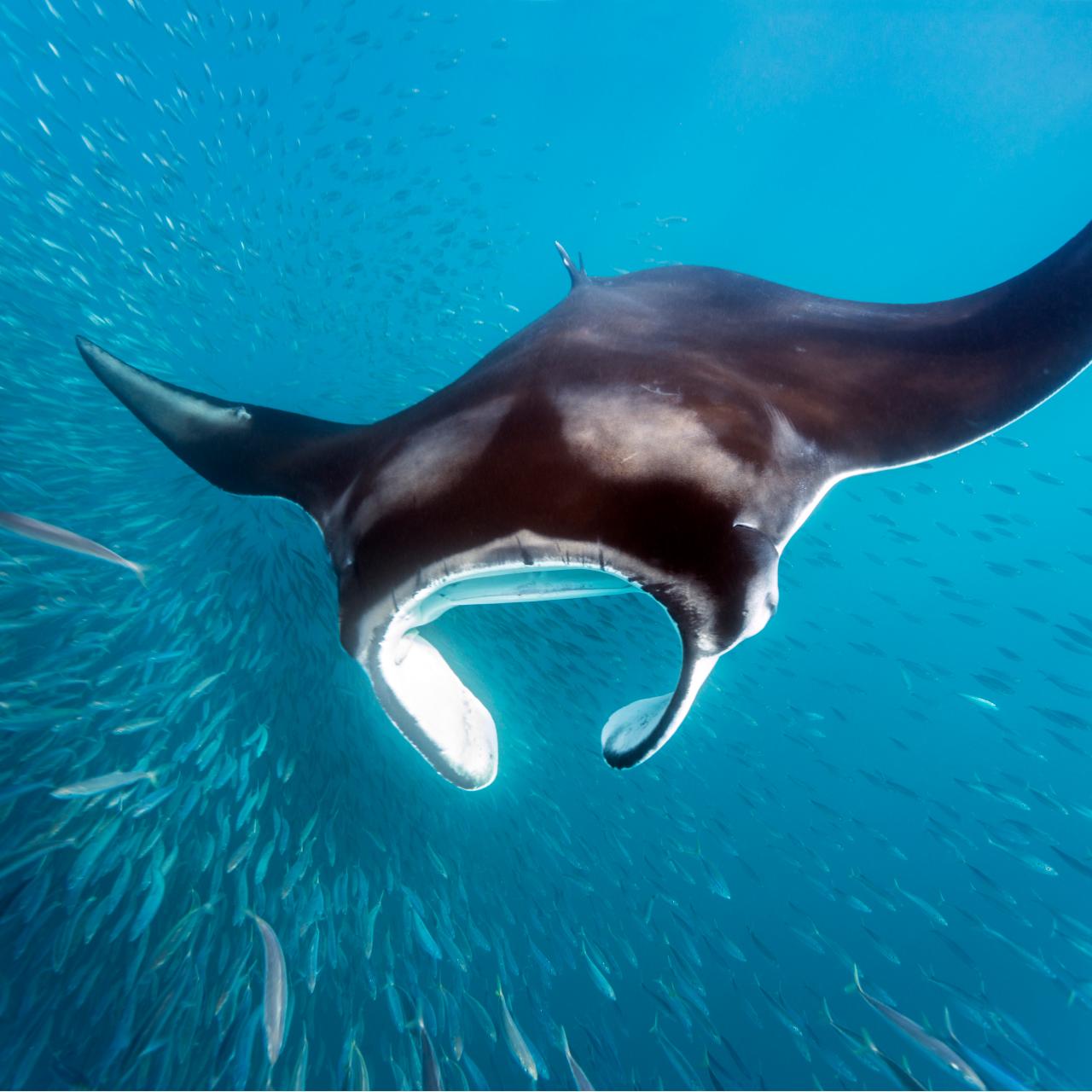 Electric stingray fish floats in the depths of sea water, ocean