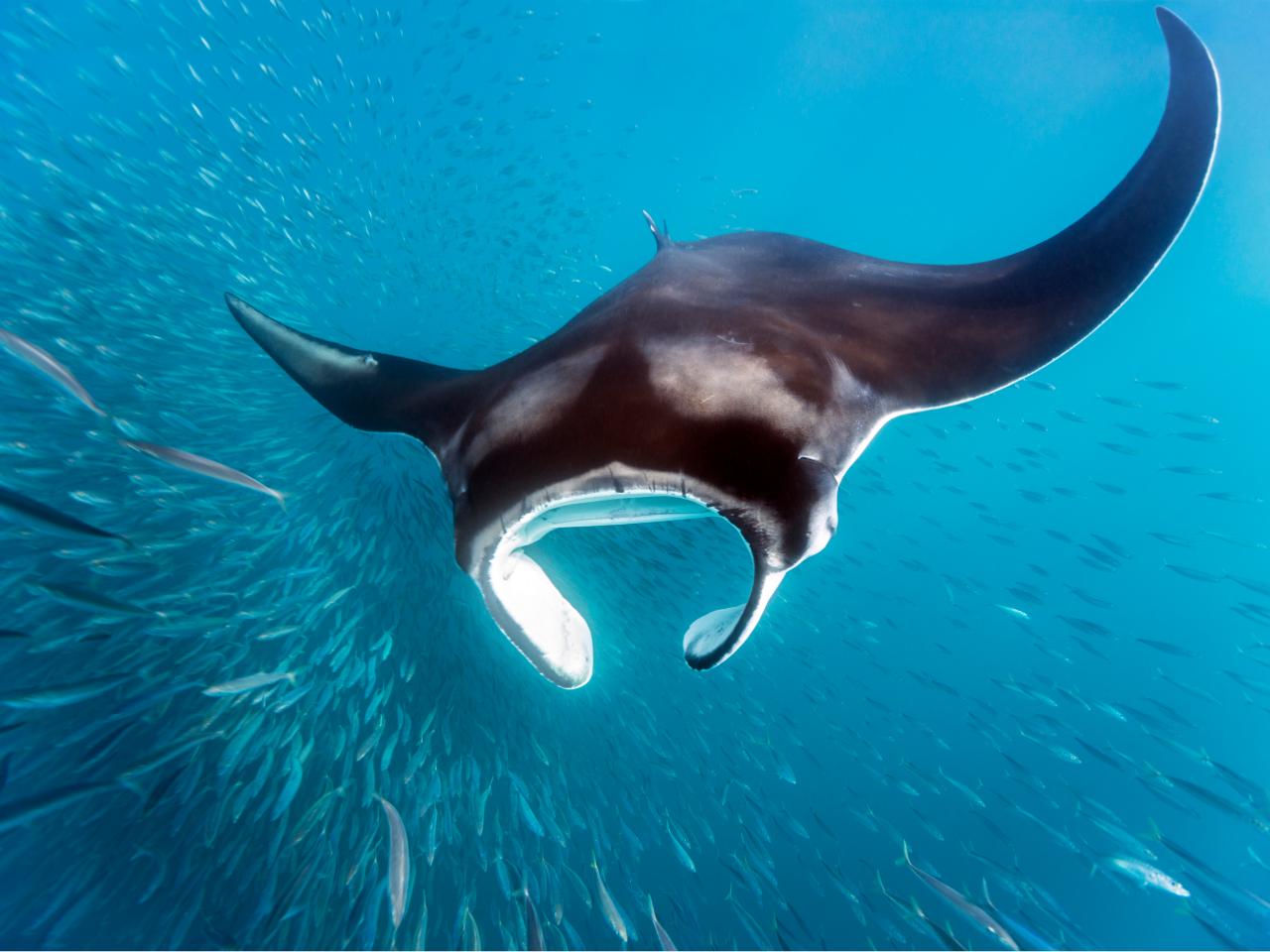 https://discovery.sndimg.com/content/dam/images/discovery/editorial/articles/n/new-study-from-brazil-makes-huge-splash-in-manta-ray-conservation/GettyImages-535651293.jpg.rend.hgtvcom.1280.960.suffix/1624484204478.jpeg