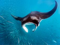 One batoid (the skates and rays) that needs no introduction are the manta rays. With 20-ft wingspans, these plankton-loving filter feeders can glide through bright blue oceans as if soaring effortlessly across a cloudless sky.