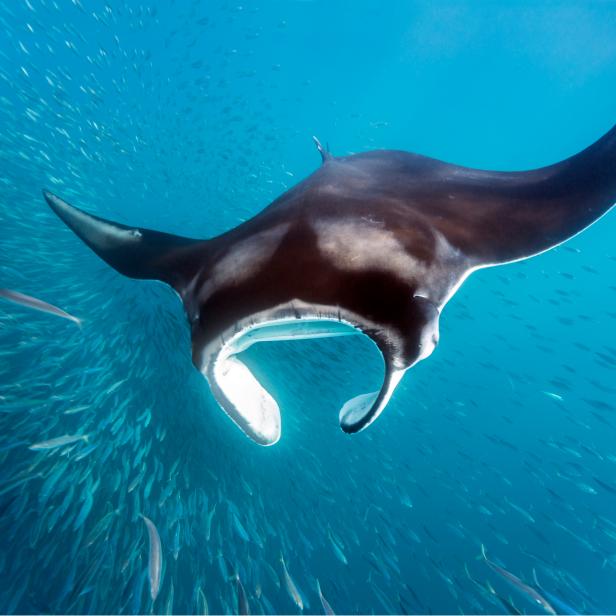 Manta; Mantarochen; Teufelsrochen; Grosser Manta; Planktonfresser; Plantontier; Planktonriere; Filtrierer; Fisch; Mantarochen an der Oberfläche beim Plankton fressen, Mexiko, Yukatan, Isla Mujeres | manta ray at the surface eating plankton; manta; mantaray; ray; fish |; Manta birostris; Mobulidae