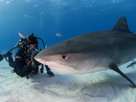 New Eli Roth Film 'FIN' to Premiere During Shark Week on discovery+