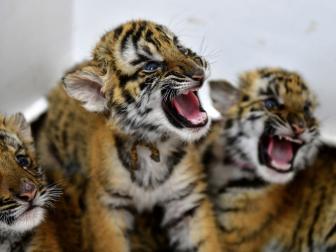 LUOYANG, CHINA - MARCH 01: South China tiger cubs are seen at a zoo on March 1, 2019 in Luoyang, Henan Province of China. Three male and three female South China tiger cubs, born on January 10 and 11, grew well with the average weight of 2.5 kilograms under artificial rearing at a zoon in Luoyang. (Photo by Zhang Guanghui/Visual China Group via Getty Images)