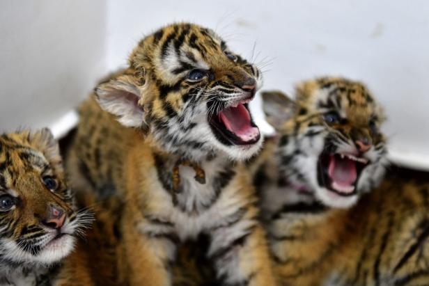National Wildlife Day 10 Critically Endangered Wildlife Animals Photo Gallery | Nature and Wildlife | Discovery National Wildlife Day 10 Critically Endangered Wildlife Animals Photo Gallery | Nature and Wildlife | Discovery