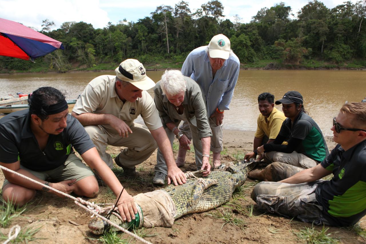 Plum Landing : Jungle Rangers -- Missions in the Borneo Rainforest