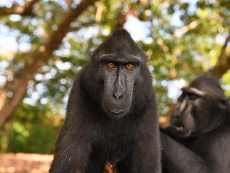 Black Crested Macaque looking to camera.