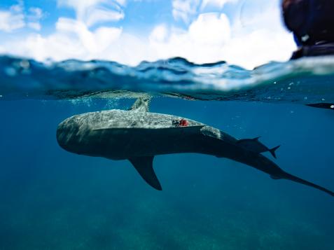 Deep-Sea Divers: Tiger Sharks of The Bahamas