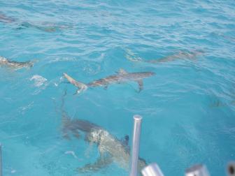 Reef and lemon sharks are active at Tiger Beach, Bahamas.