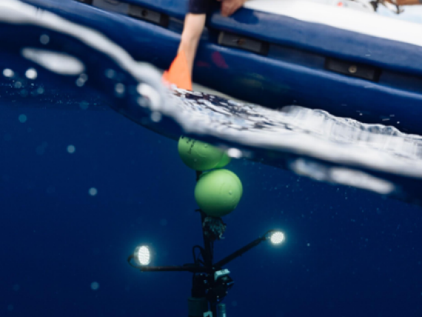 Deep Sea Sharks of the Twilight Zone | Discovery