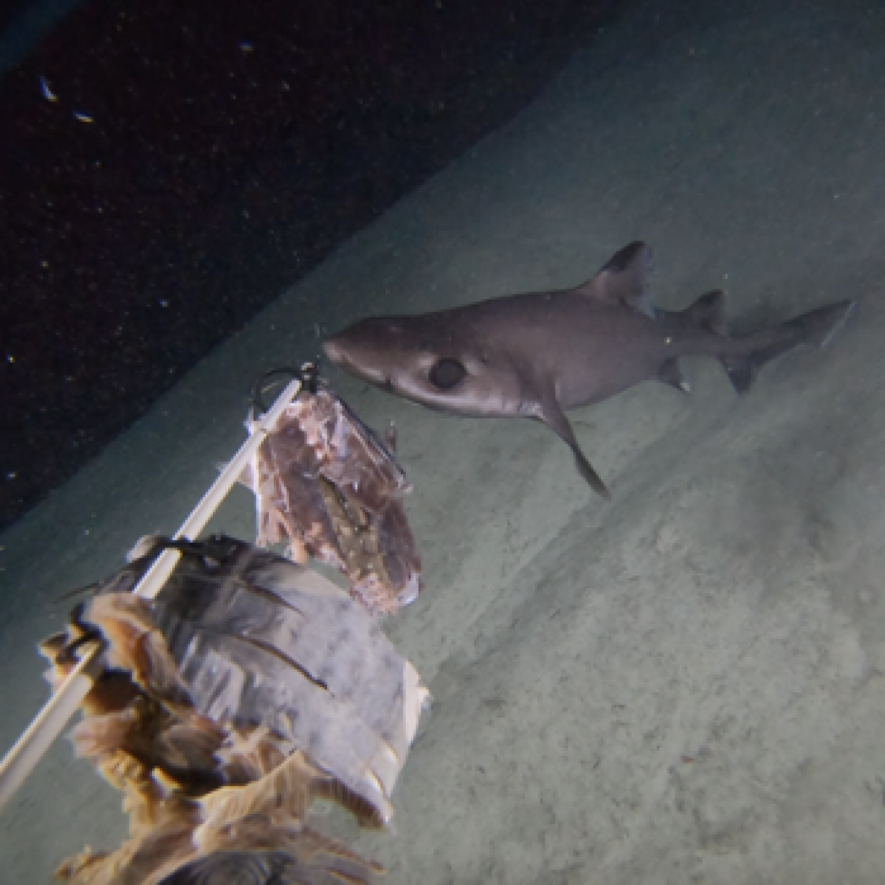 Dumb Gulper Shark