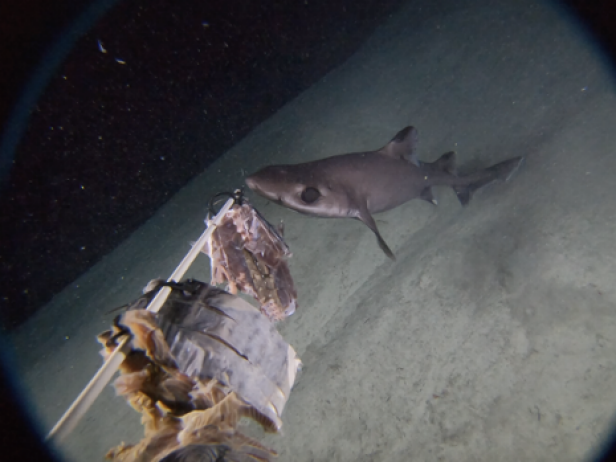 Deep Sea Sharks of the Twilight Zone | Nature and Wildlife | Discovery