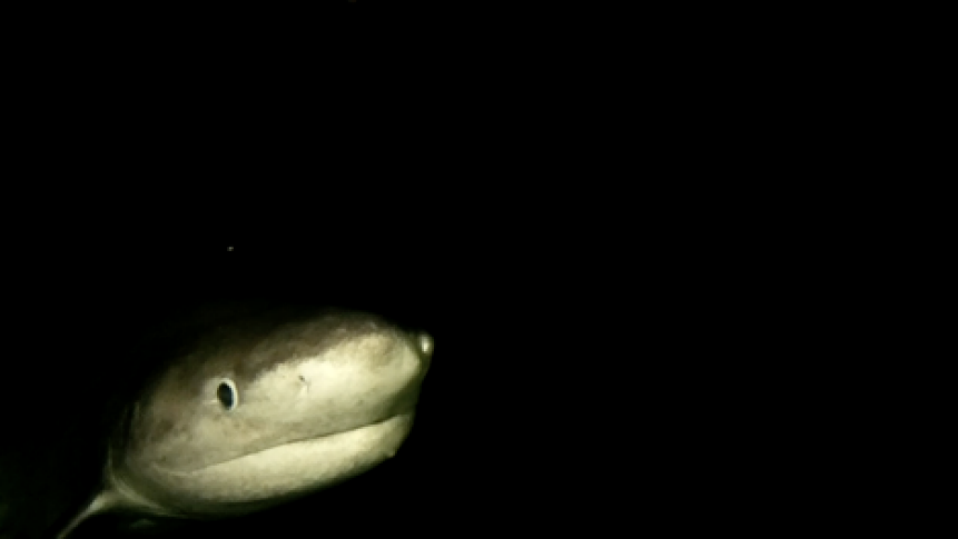   Blunt Nose Sixgill Shark