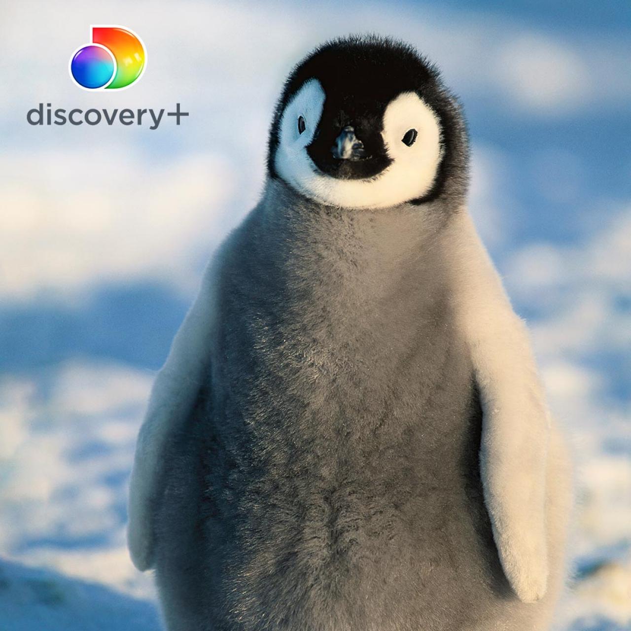 Stream the Best of Discovery including Natural History Shows on discovery+ | DNews Discovery